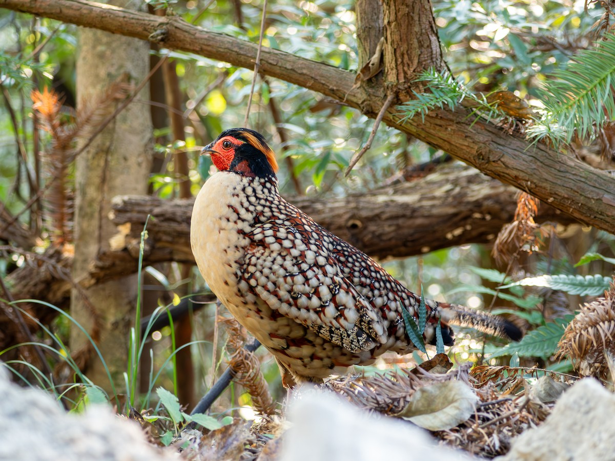 Cabot's Tragopan - ML643488969