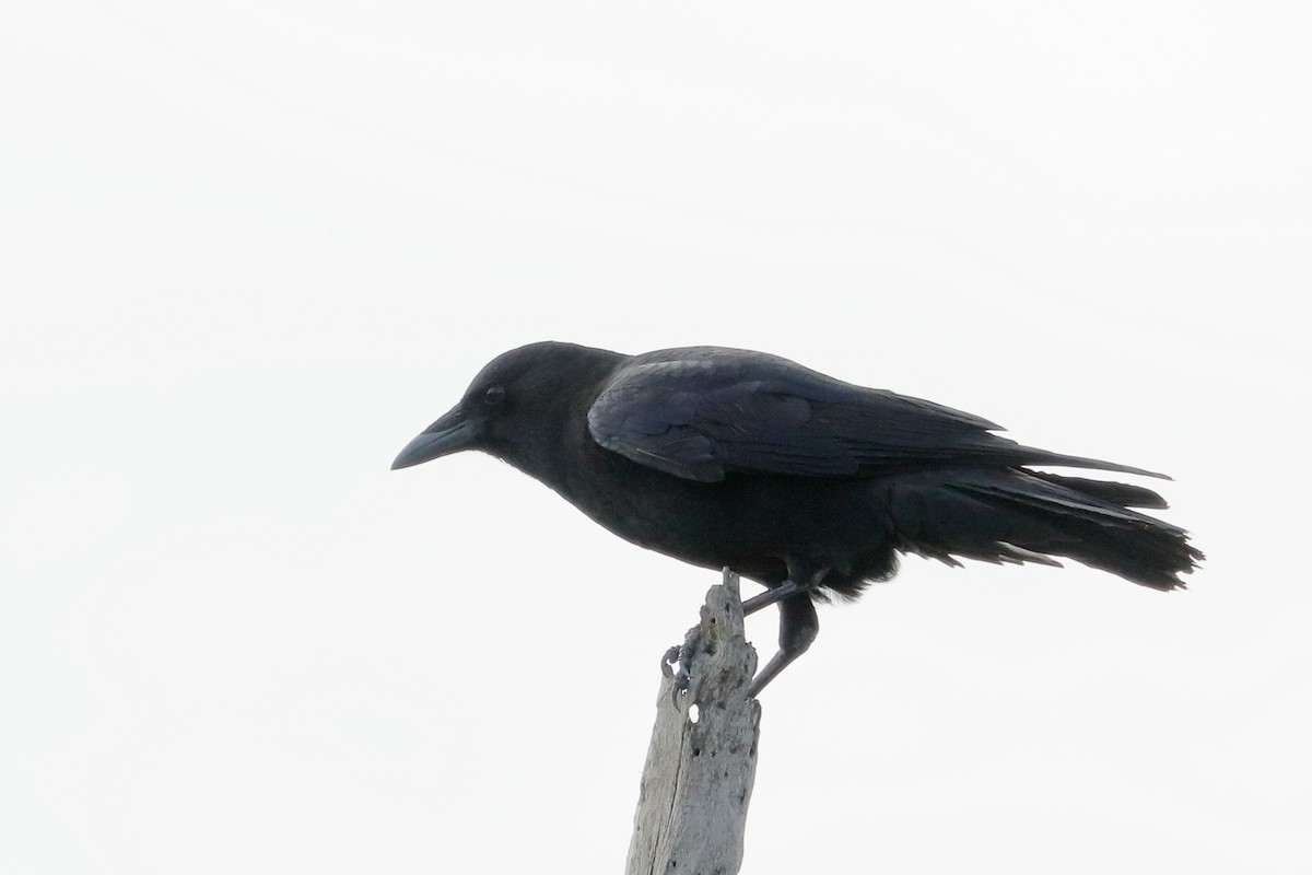 American Crow - ML643488994