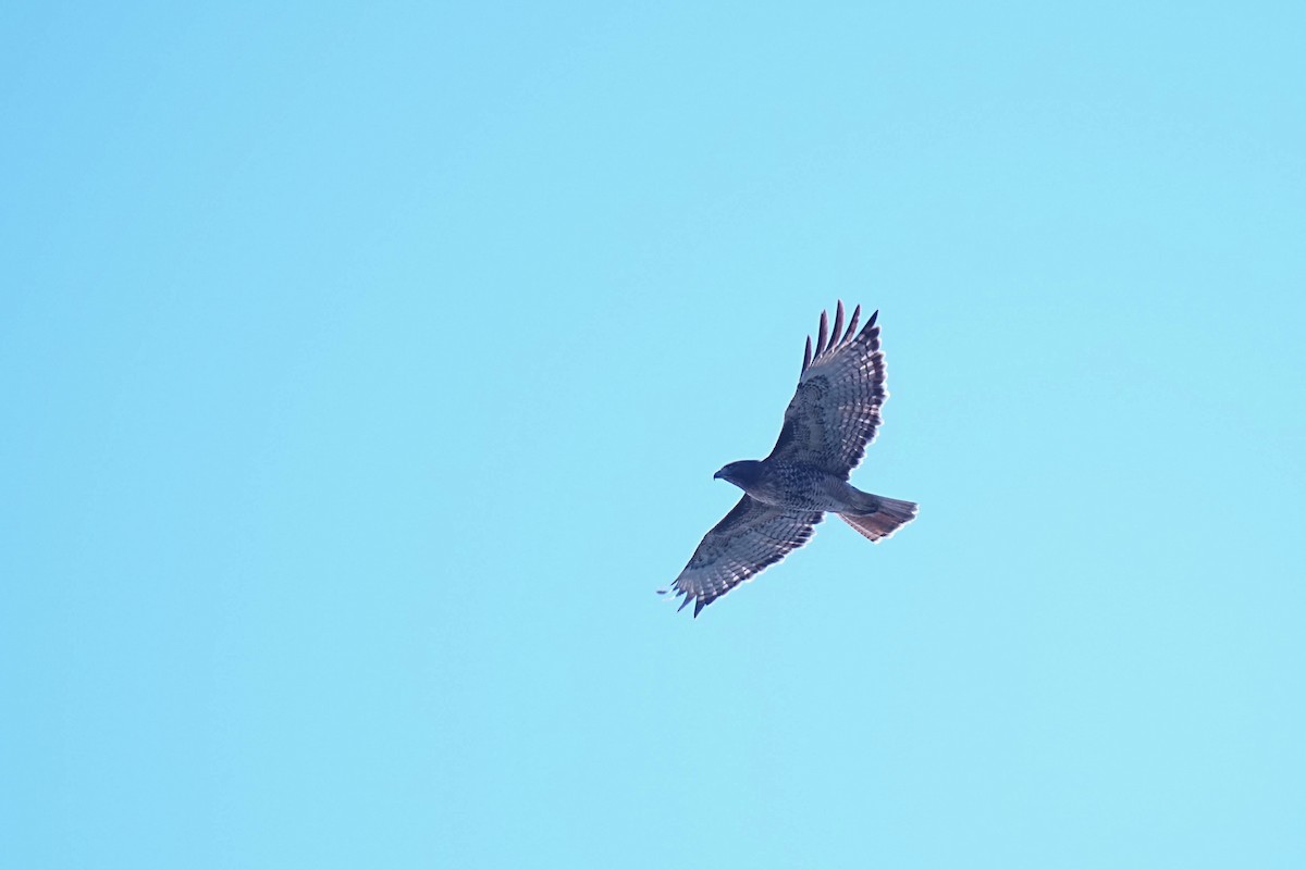 Red-tailed Hawk - ML643489004