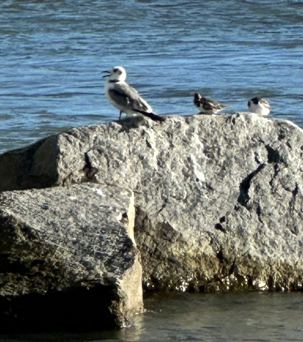 Black-legged Kittiwake - ML643489006
