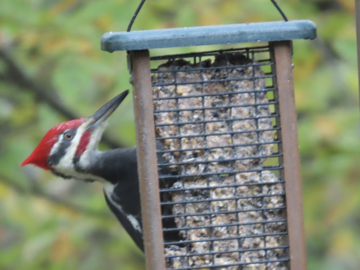 Pileated Woodpecker - ML643489022