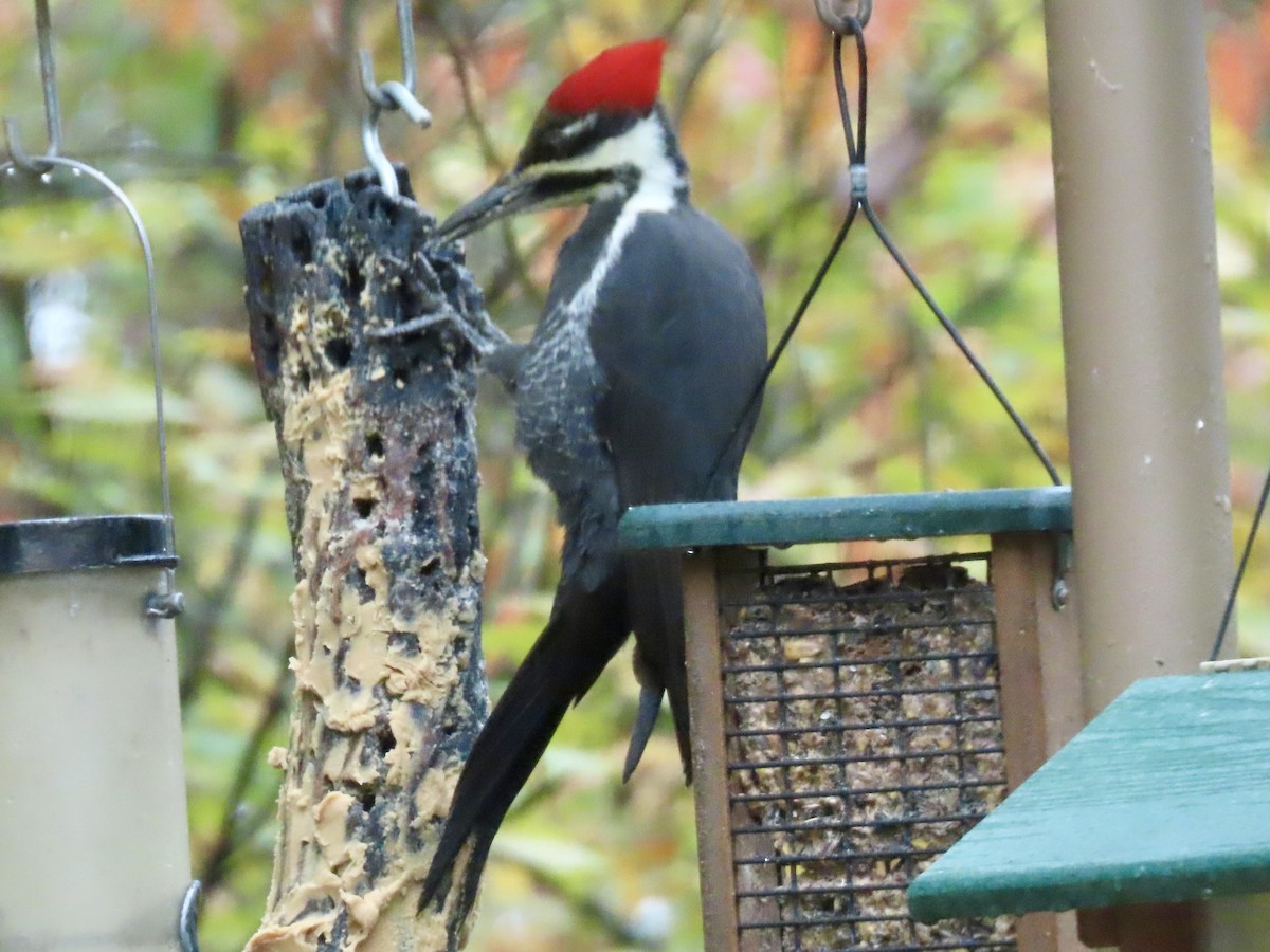 Pileated Woodpecker - ML643489023