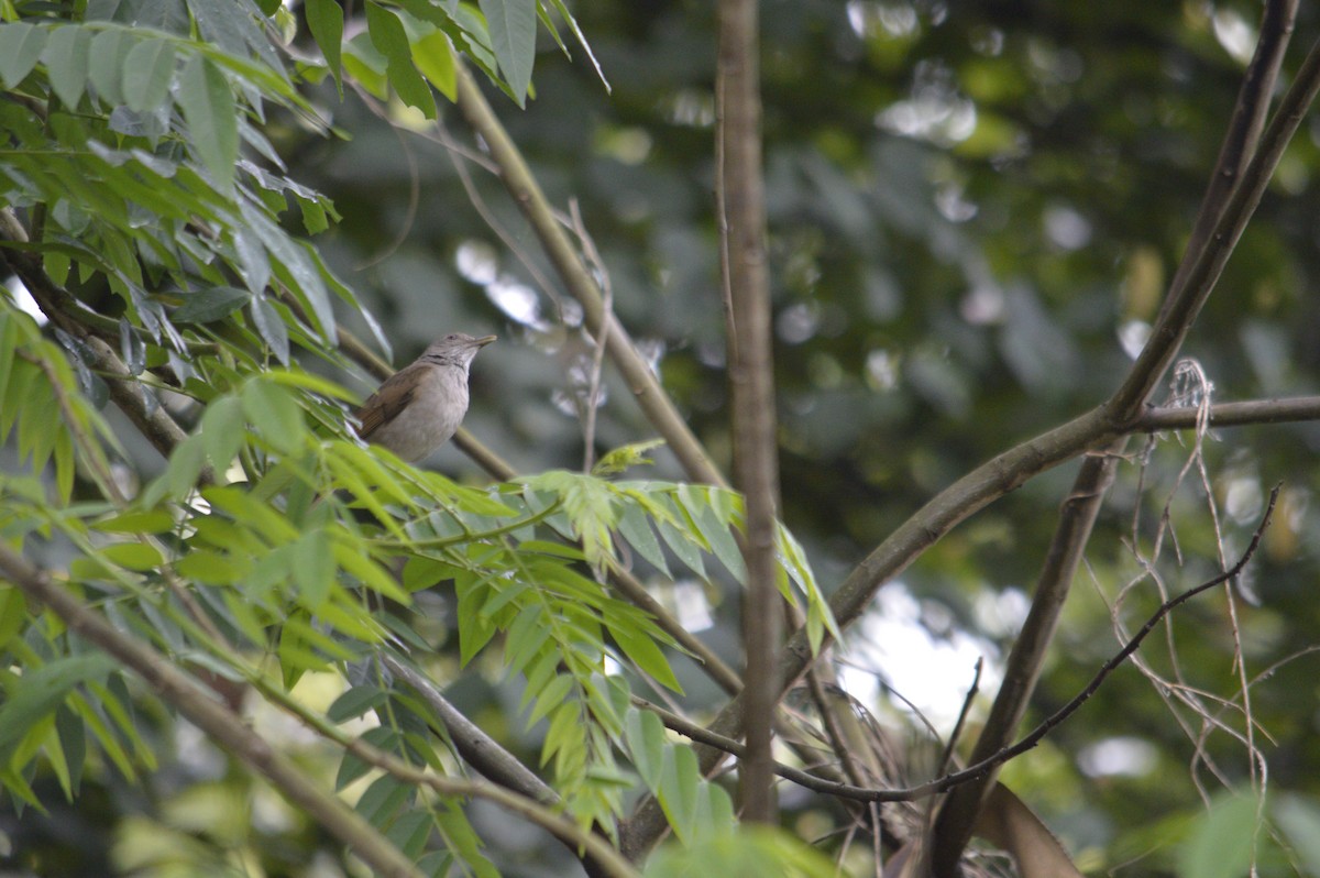 Pale-breasted Thrush - ML643489040