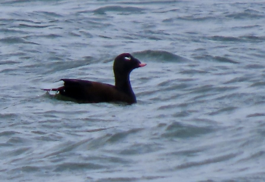 White-winged Scoter - ML643489042