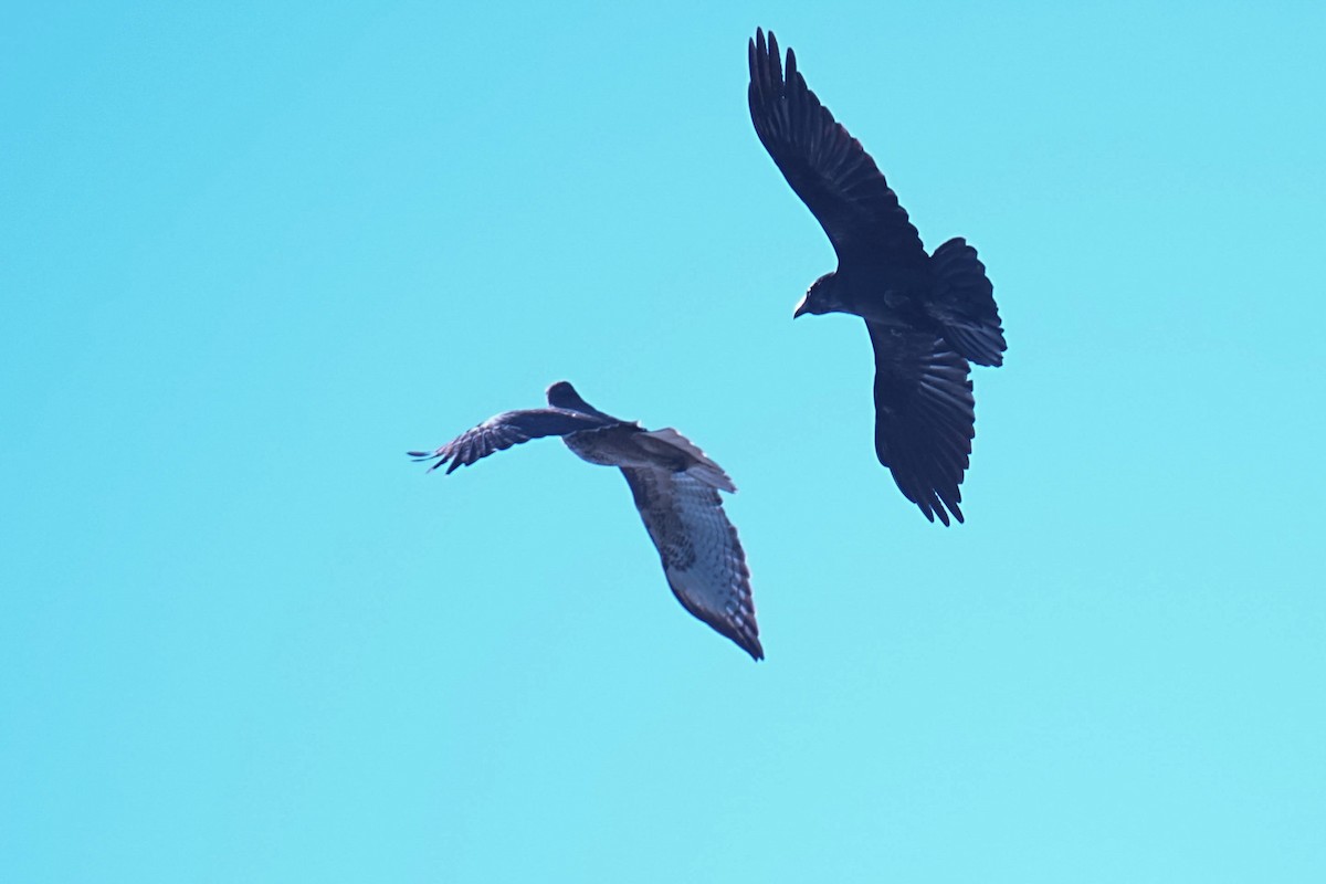 Common Raven - ML643489047