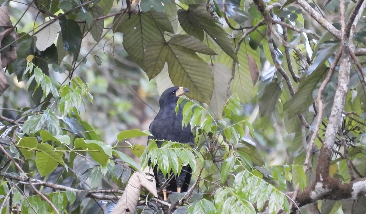 Great Black Hawk - ML643489051