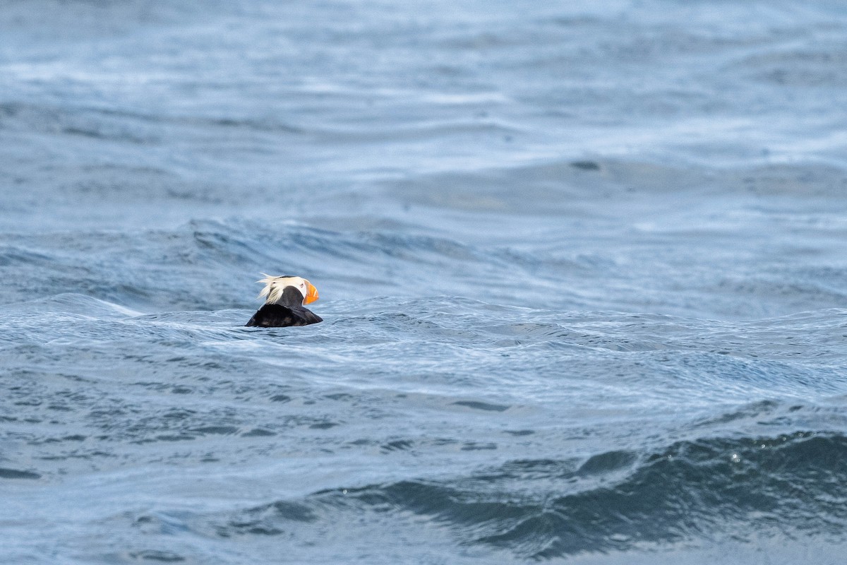 papuchalk chocholatý - ML643489058