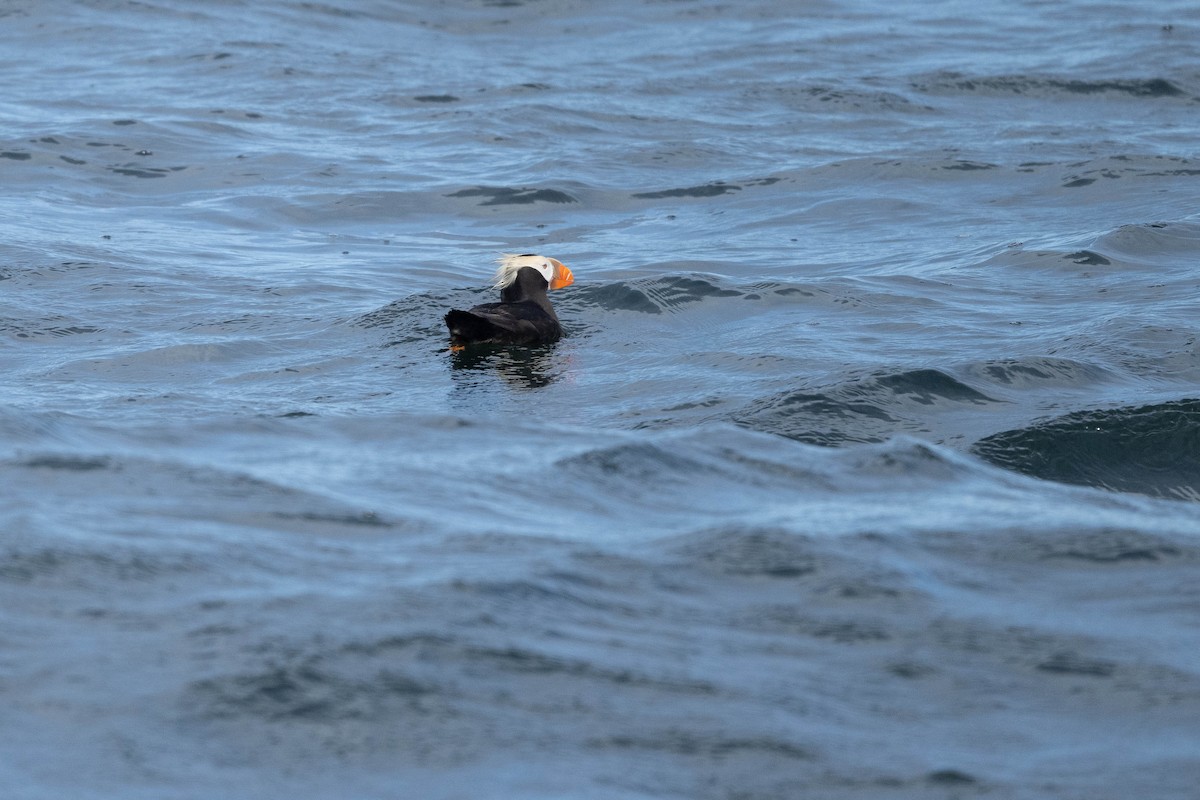 papuchalk chocholatý - ML643489059
