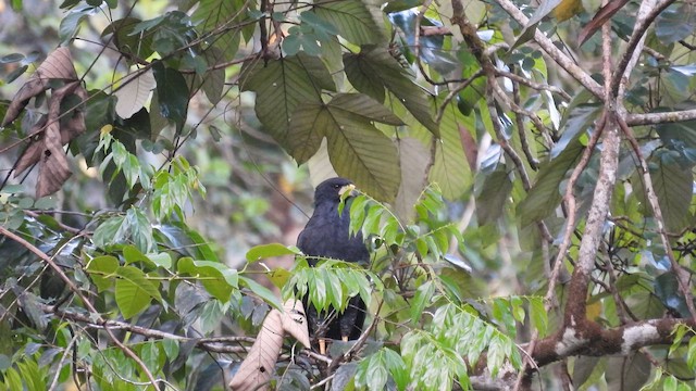 Great Black Hawk - ML643489063