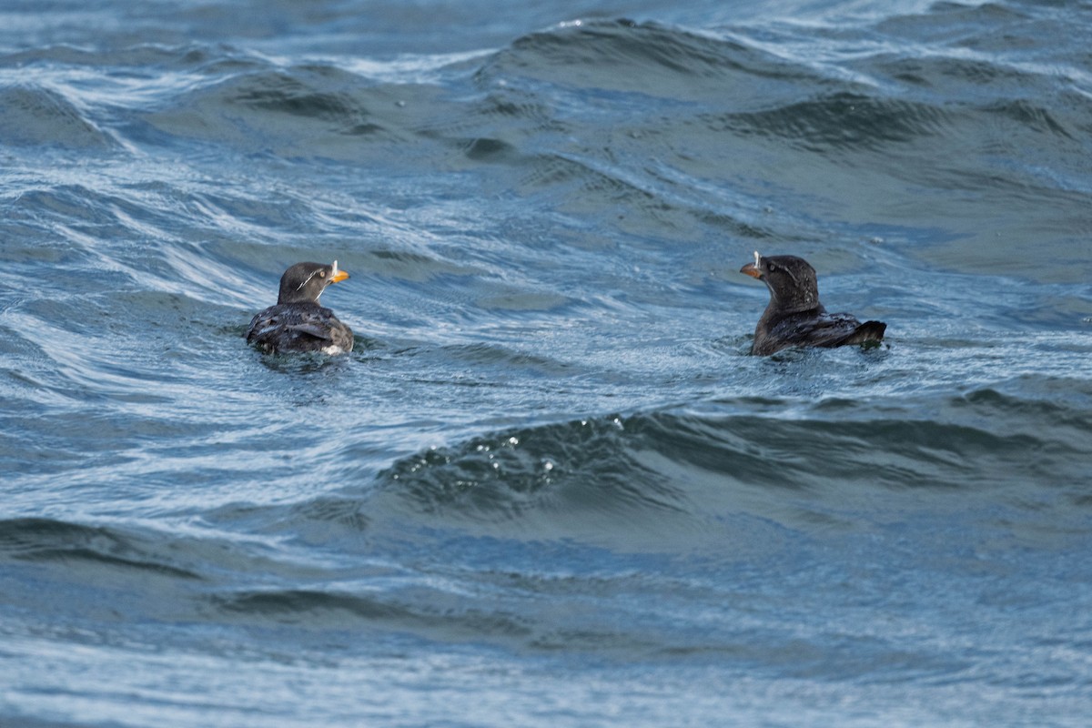 papuchalk růžkatý - ML643489069
