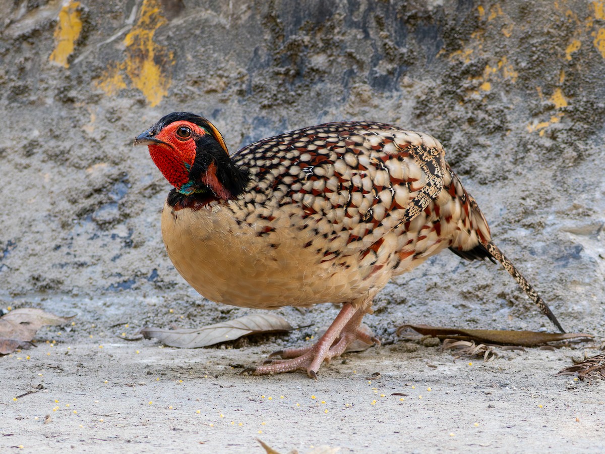 Cabot's Tragopan - ML643489075