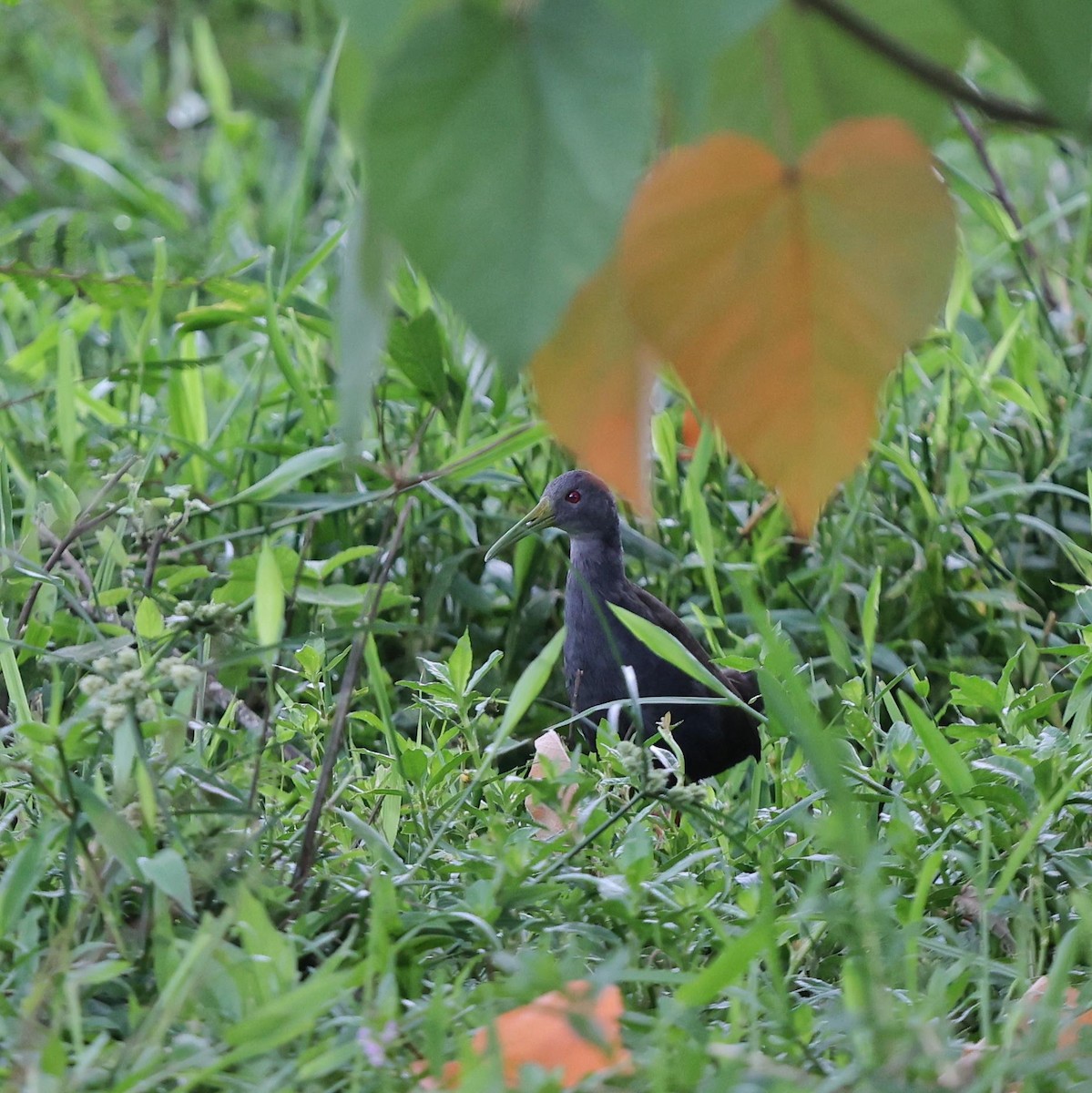 Blackish Rail - ML643489083