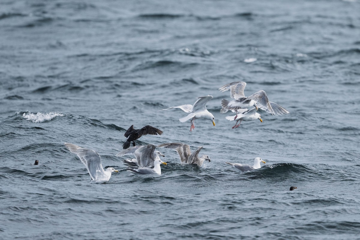 Animals - ML643489085