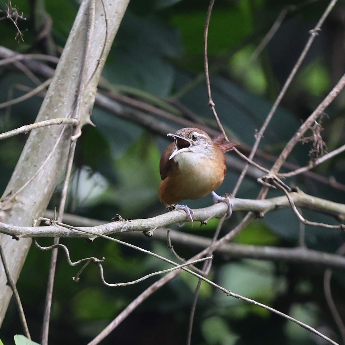 Long-billed Wren - ML643489089