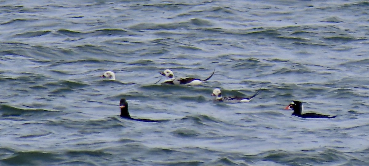 Long-tailed Duck - ML643489096