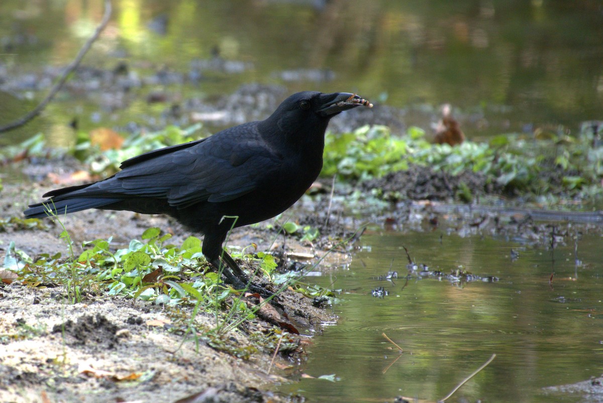 American Crow - ML643489101