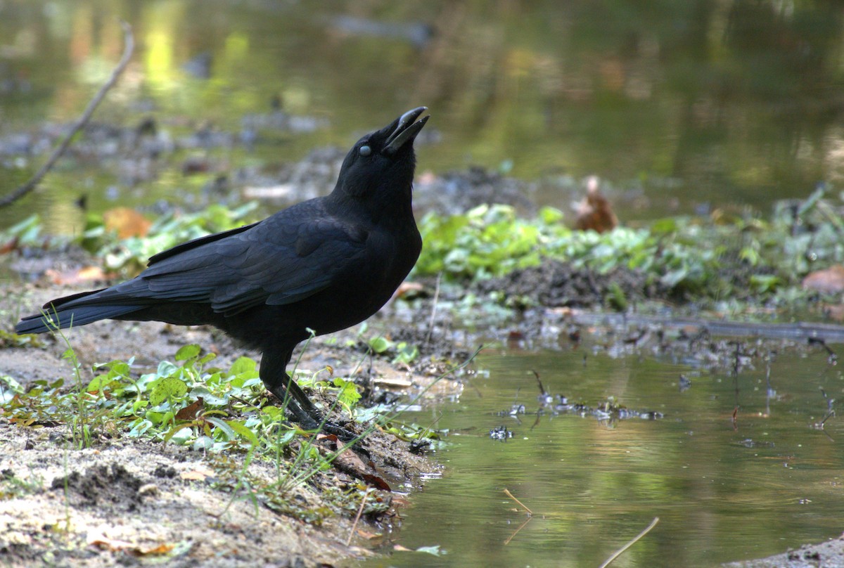 American Crow - ML643489102