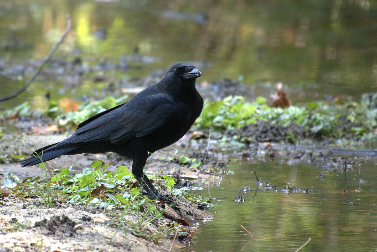 American Crow - ML643489103