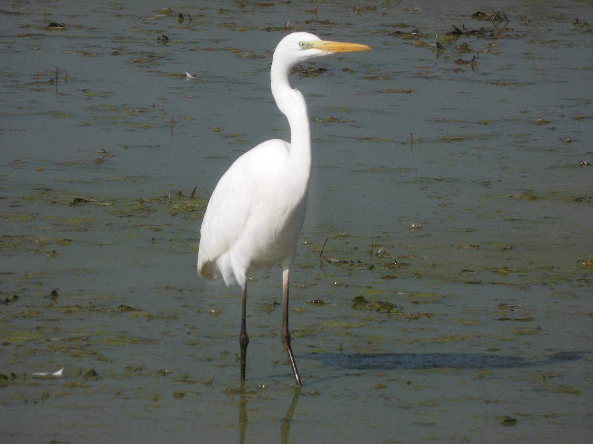 Great Egret - ML643489116