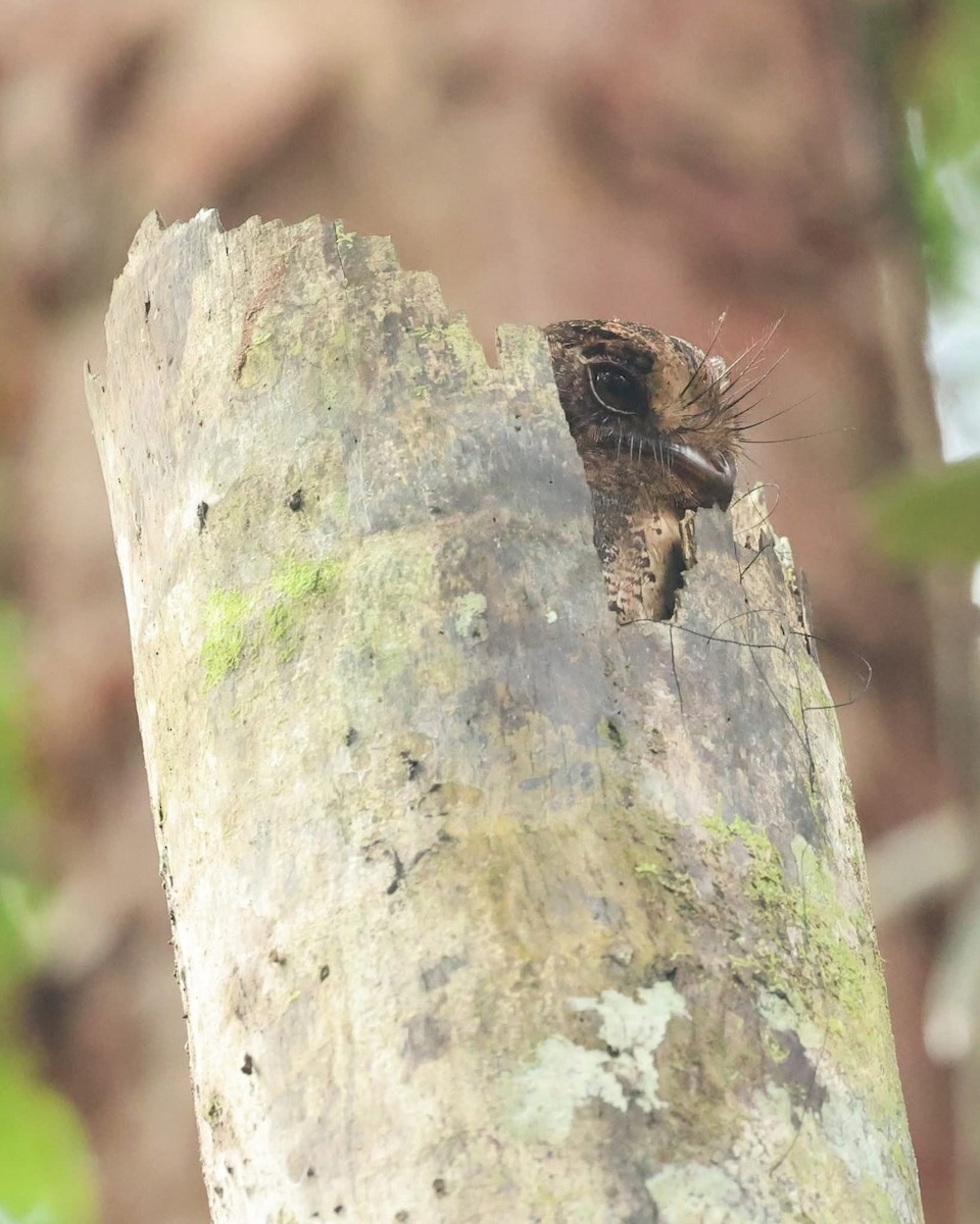 Moluccan Owlet-nightjar - ML643489120