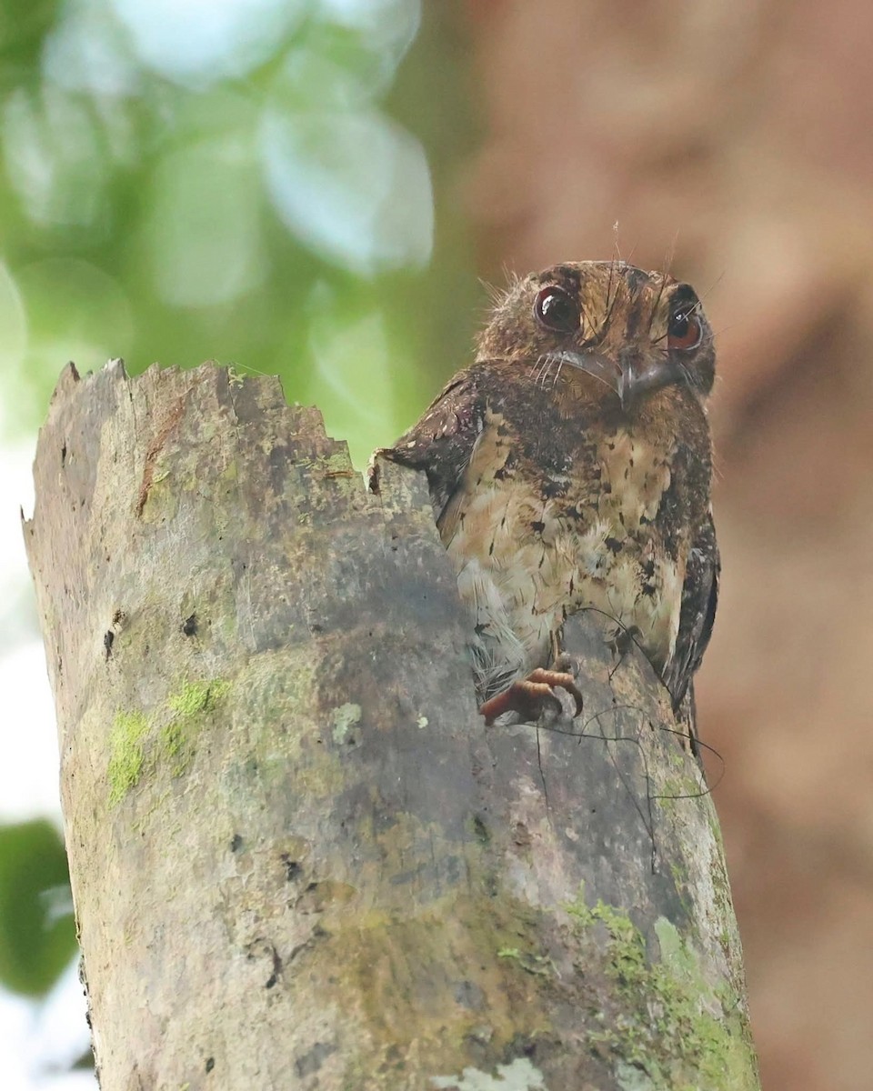 Moluccan Owlet-nightjar - ML643489123