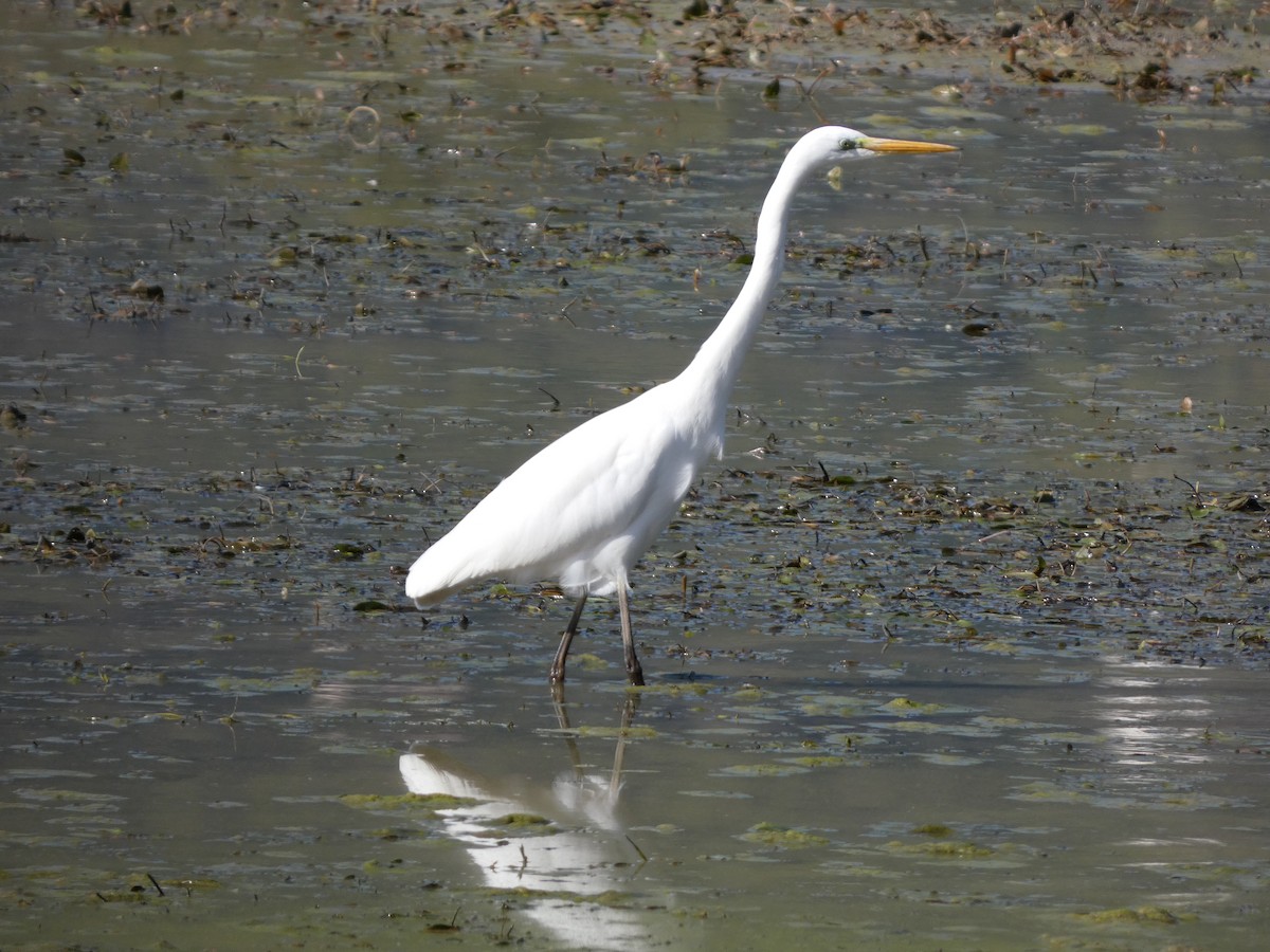 Great Egret - ML643489127