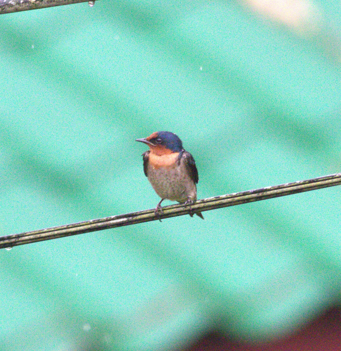 Pacific Swallow - ML643489128