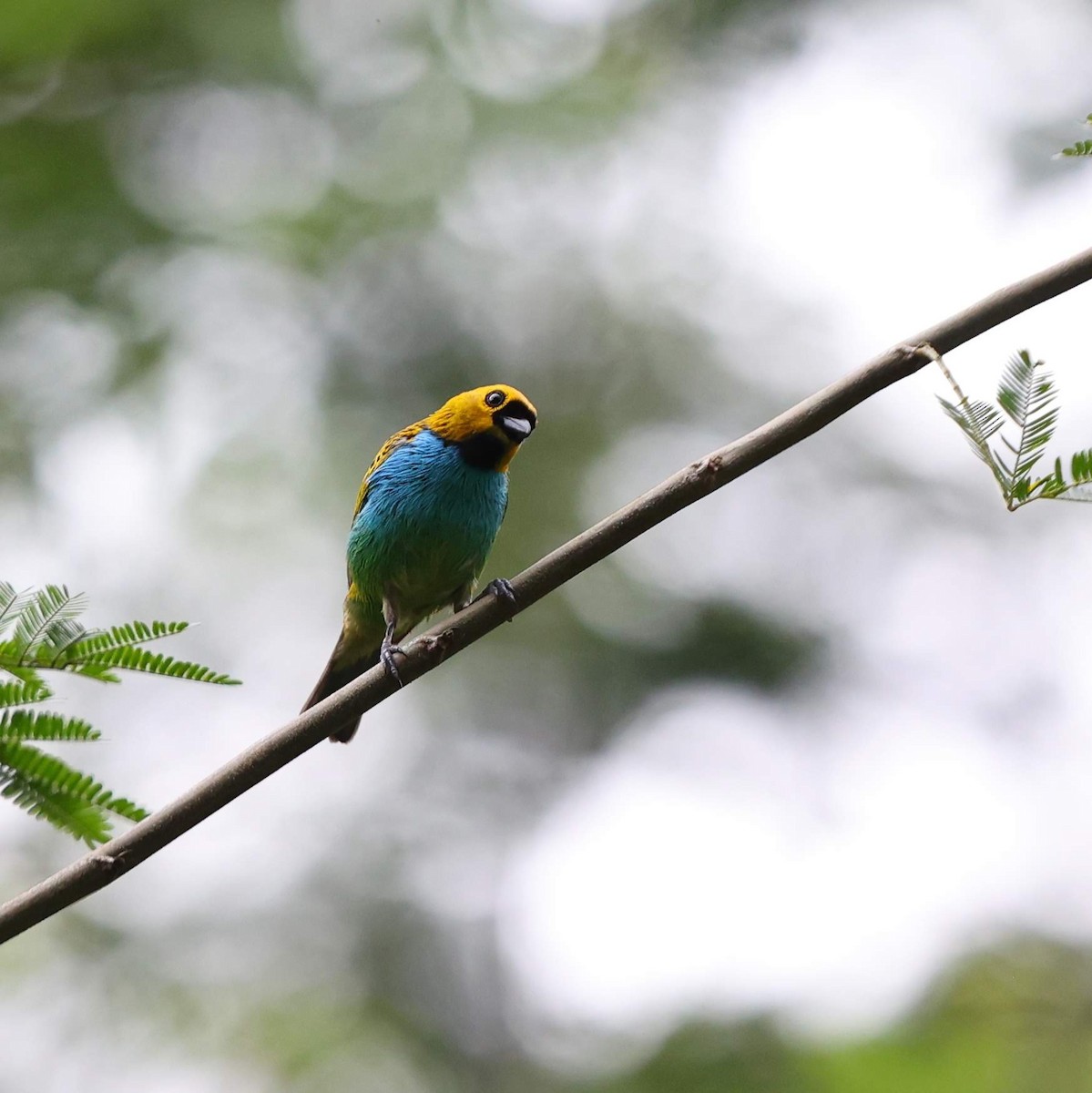 gullsnittanagar - ML643489140