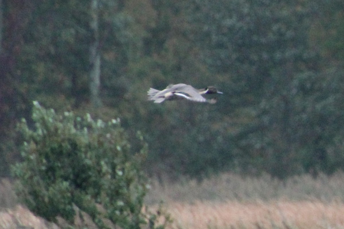 Northern Pintail - ML643489142