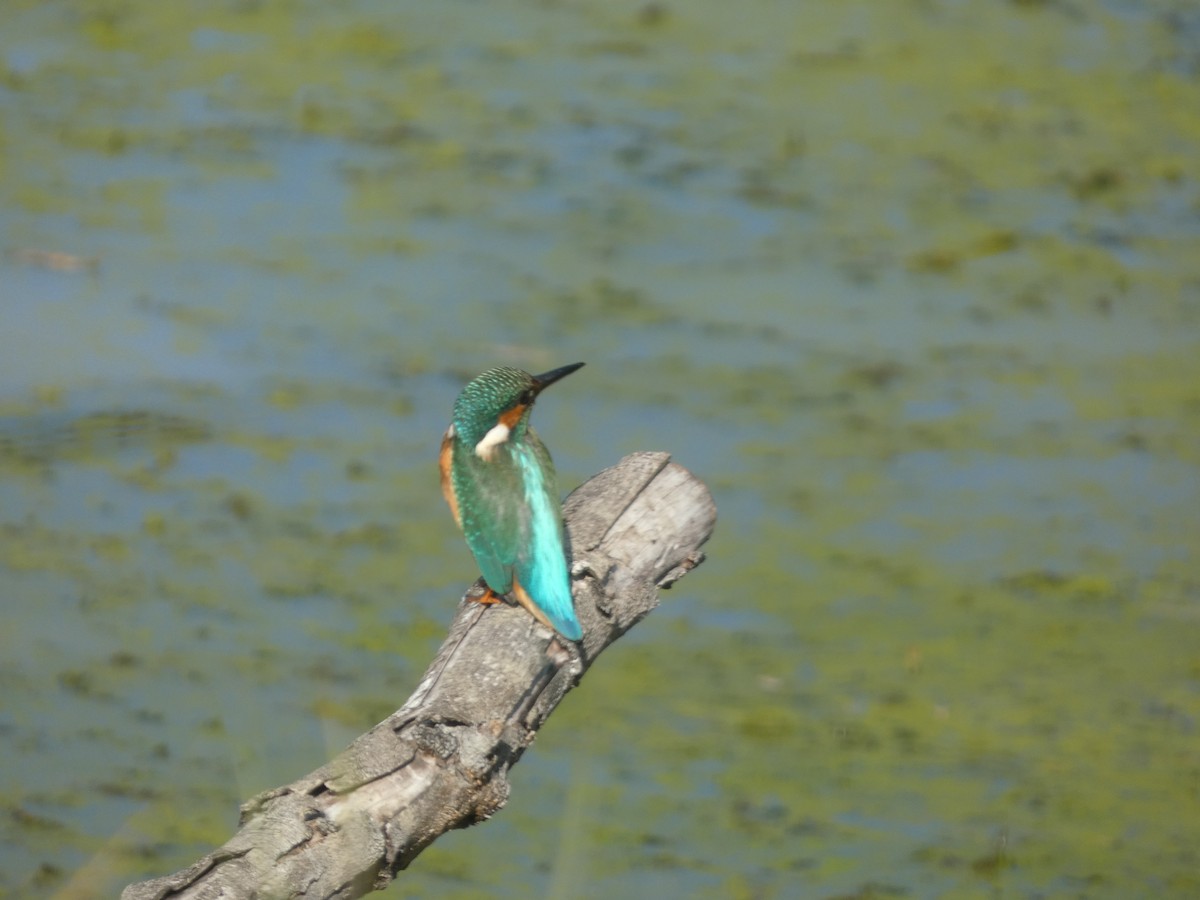 Common Kingfisher - ML643489143