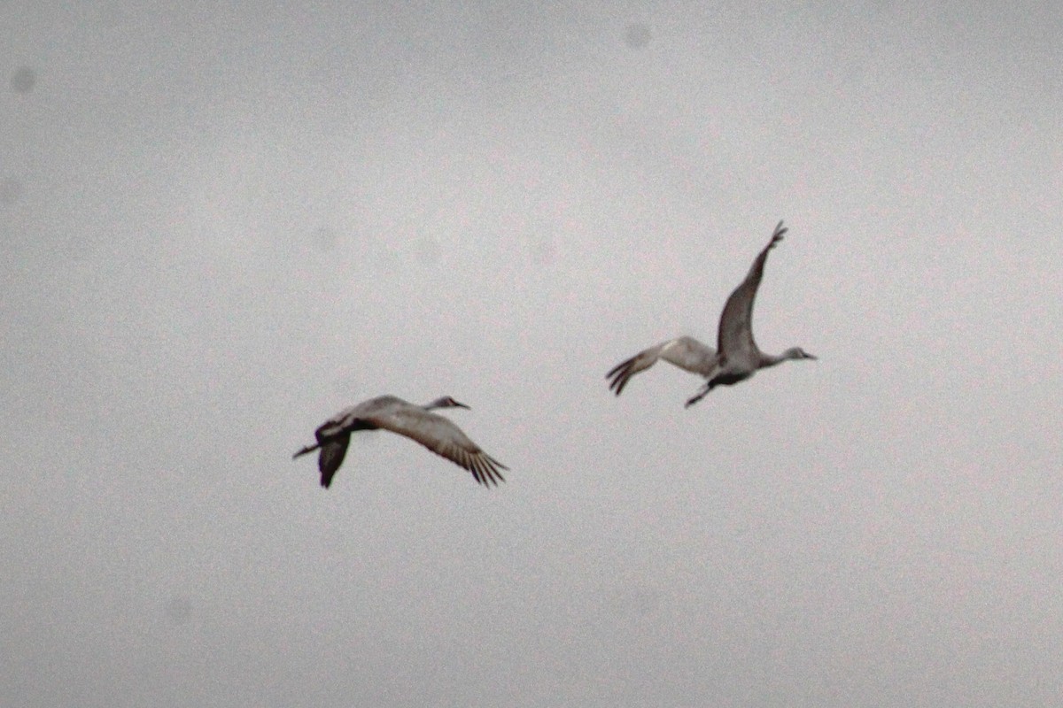 Sandhill Crane - ML643489147