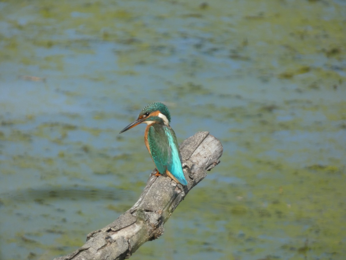 Common Kingfisher - ML643489149