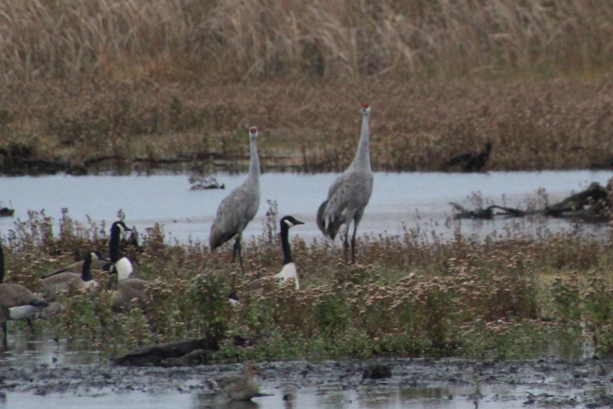 Sandhill Crane - ML643489150