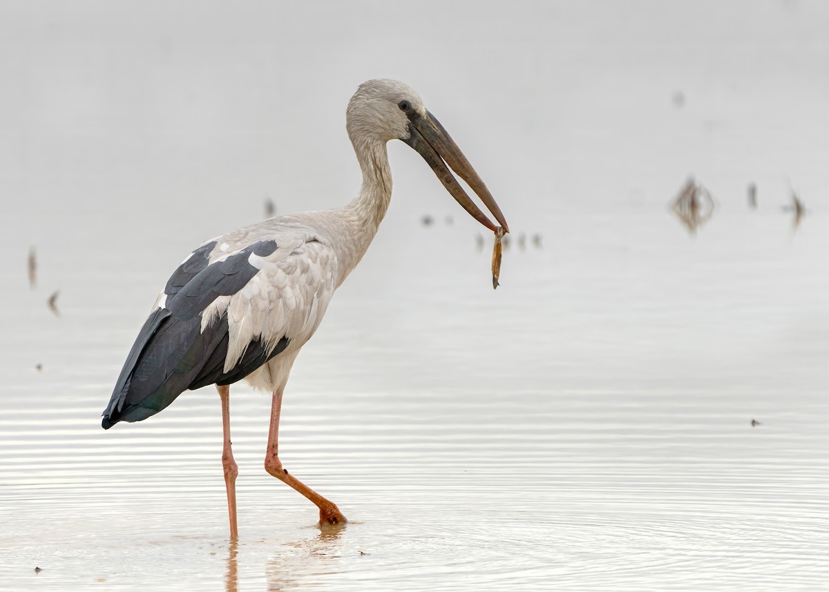 Asian Openbill - ML643489155