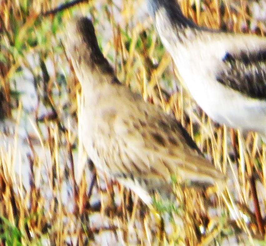 Хараалжин цууцил - ML643489156