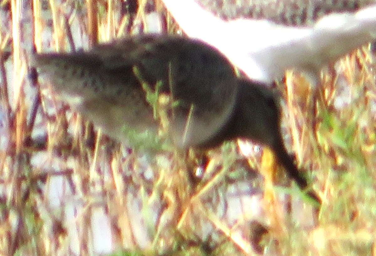 Хараалжин цууцил - ML643489157