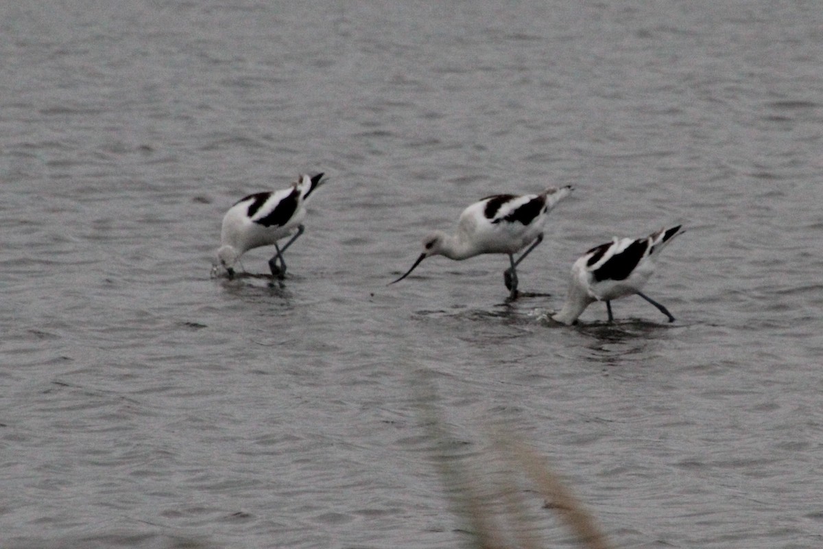 American Avocet - ML643489160