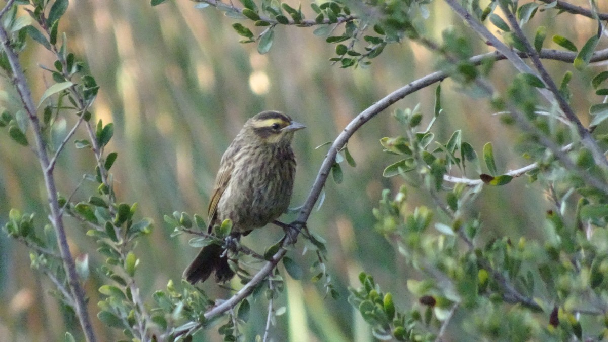 Yellow-winged Blackbird - ML643489164