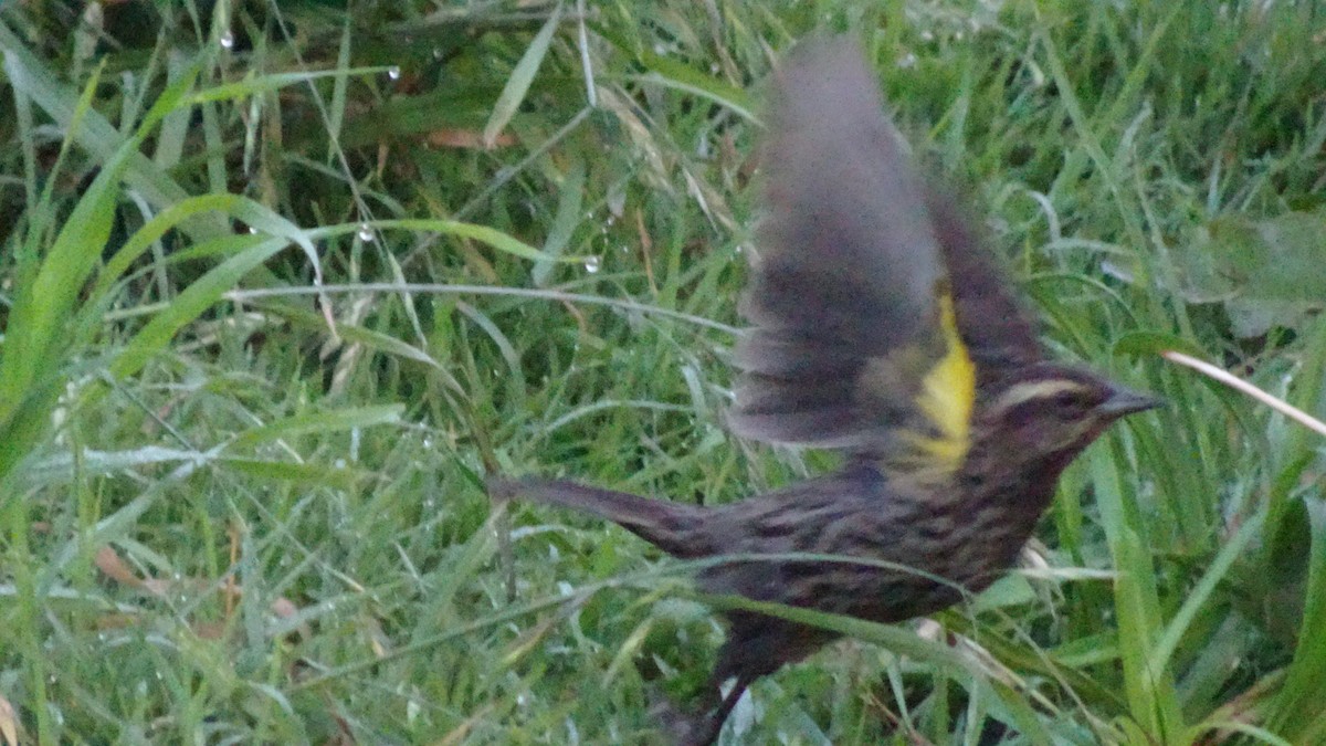 Yellow-winged Blackbird - ML643489165