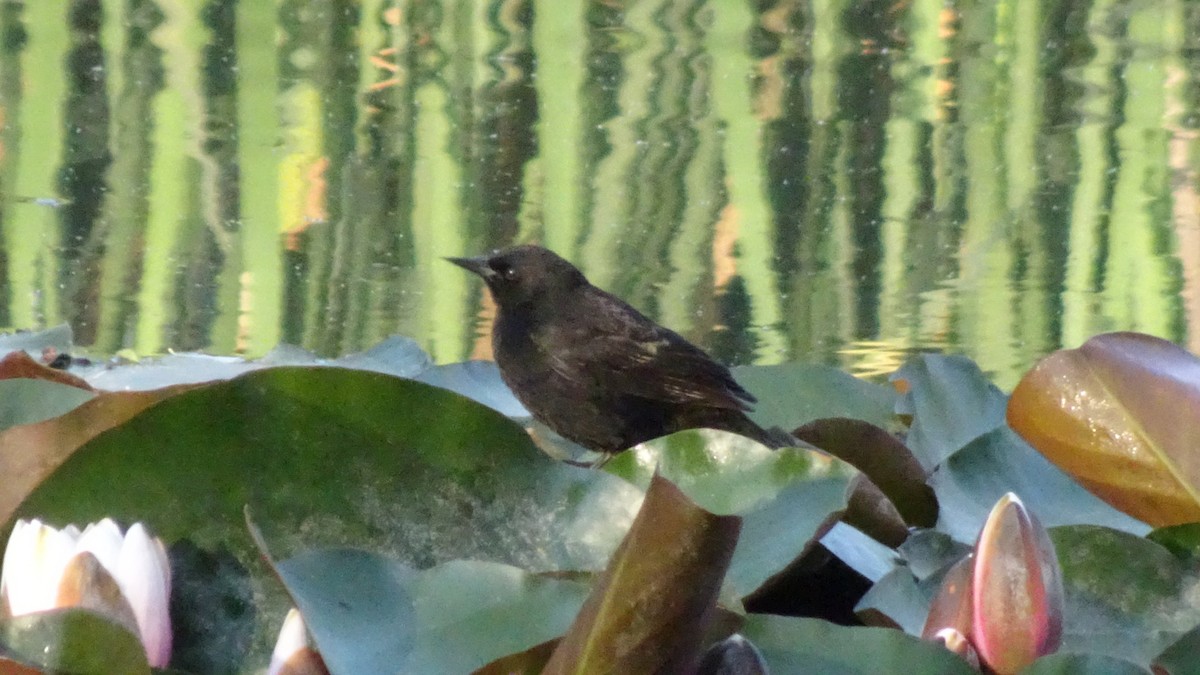 Yellow-winged Blackbird - ML643489166