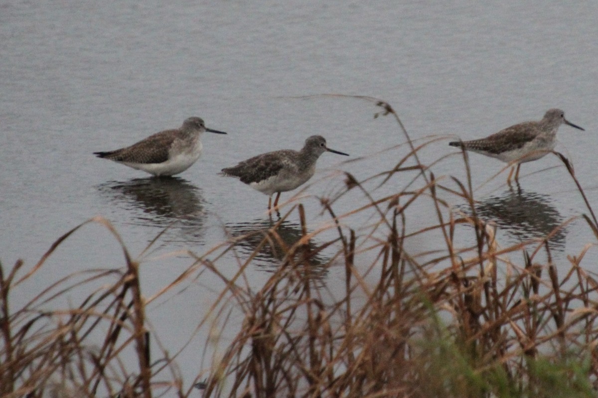 Greater Yellowlegs - ML643489167