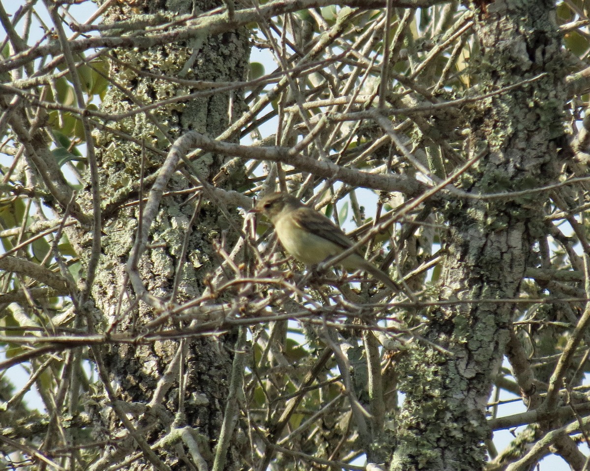 Northern Beardless-Tyrannulet - ML643489169