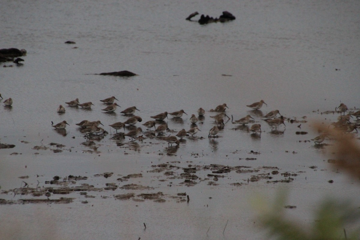 Dunlin - ML643489179