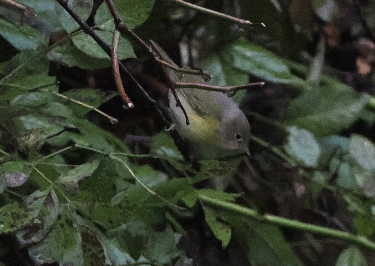 Nashville Warbler - ML643489181