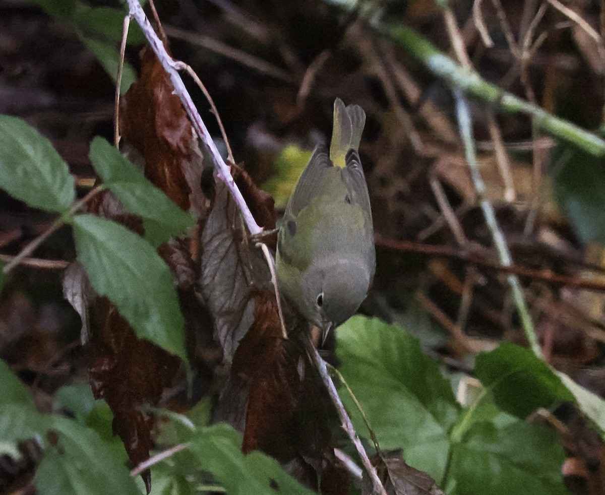 Nashville Warbler - ML643489183