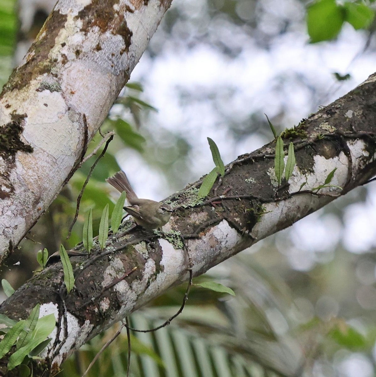 Planalto Tyrannulet - ML643489184