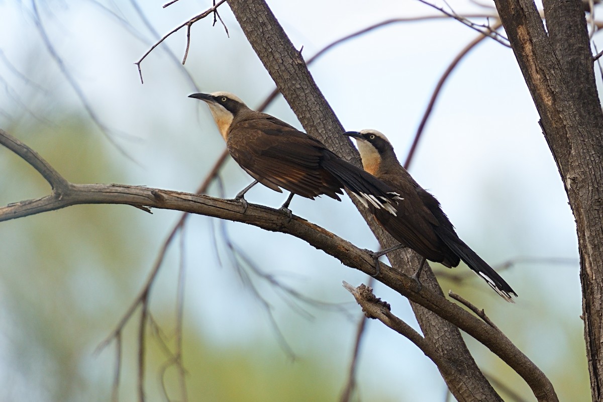Gray-crowned Babbler - ML643489186