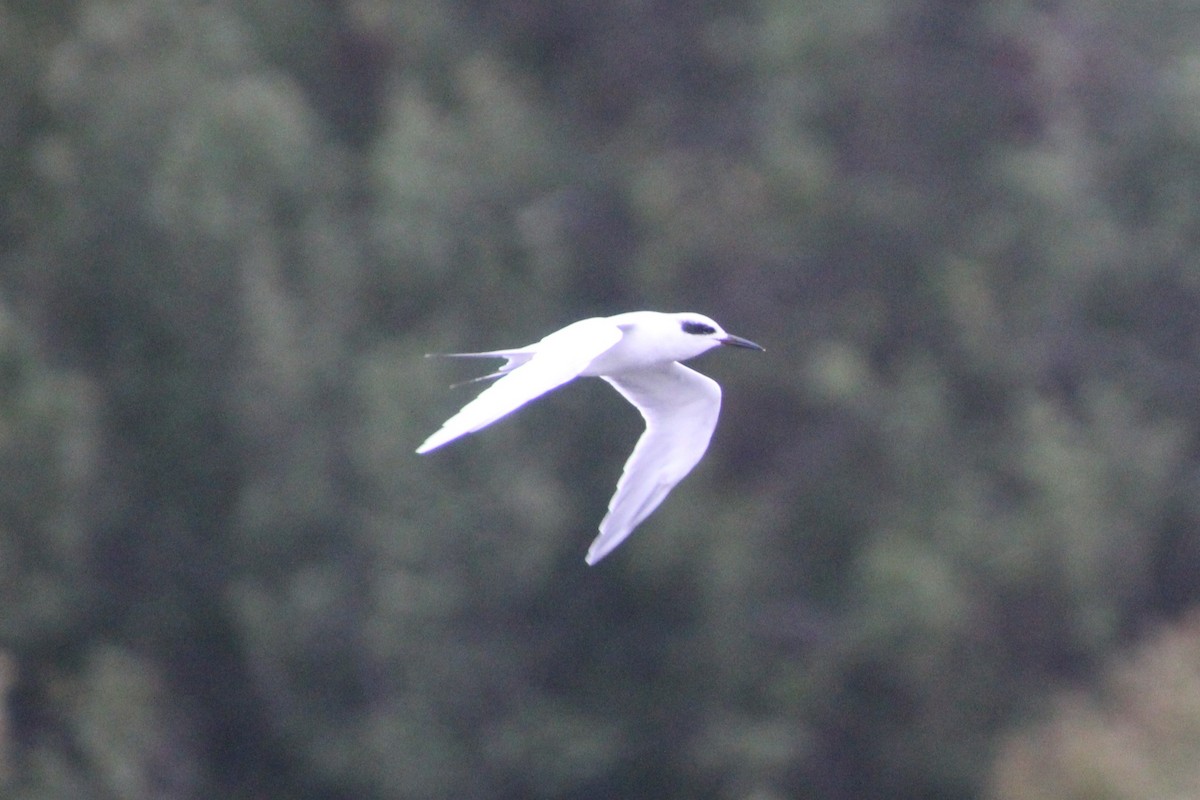 Forster's Tern - ML643489189