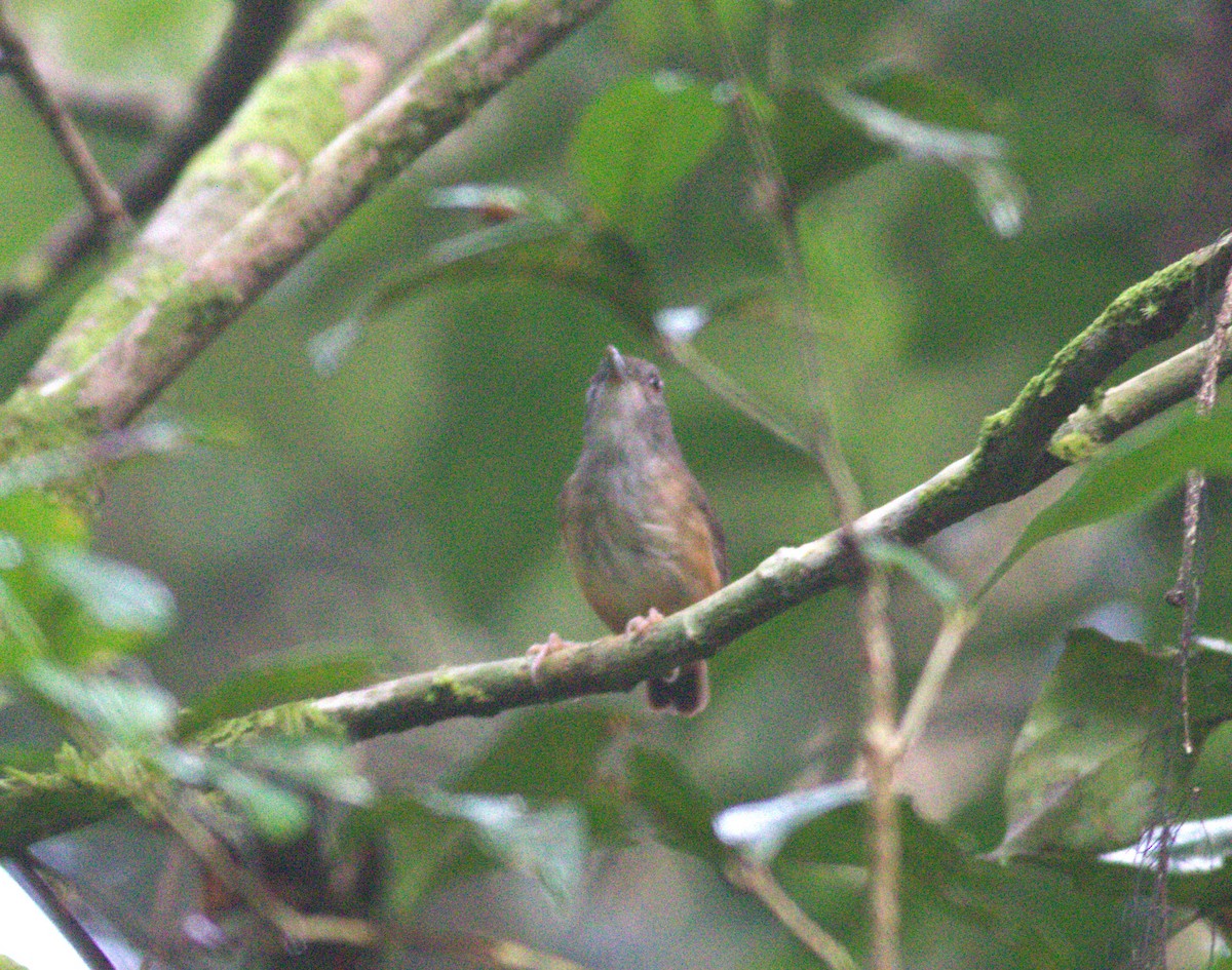 Horsfield's Babbler - ML643489191