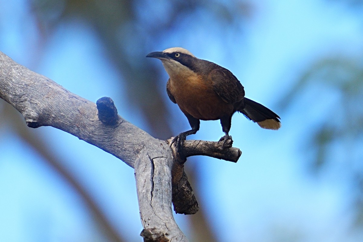 Gray-crowned Babbler - ML643489216